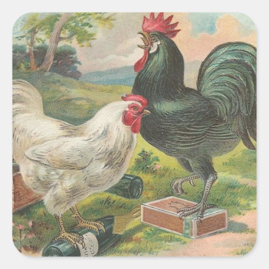Chicken and Rooster Vierkante Sticker (Voorkant)
