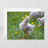 Chicken Baby Chick Foto Briefkaart (Voorkant / Achterkant)