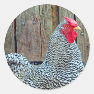 Chicken Black en White Rooster Photo Ronde Sticker