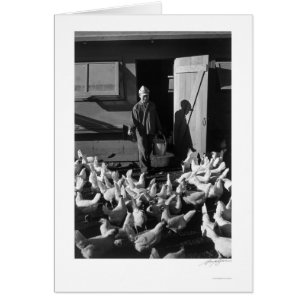 Chicken Boerderij Mori Nakashima 1943