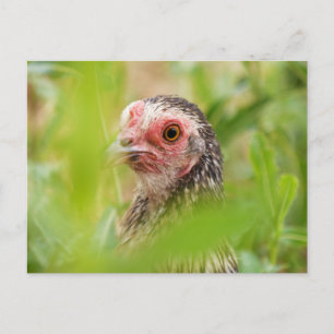 Chicken Briefkaart