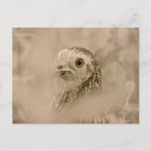 Chicken Briefkaart (Voorkant)