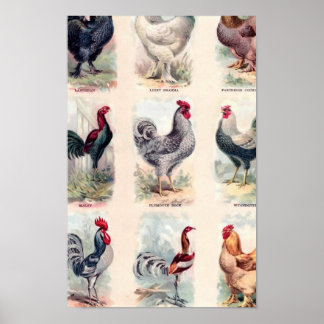 Chicken Briet Vintage Poster