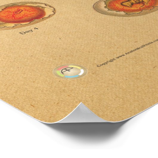 Chicken Hen Egg Incubation Chart Poster (Hoek)