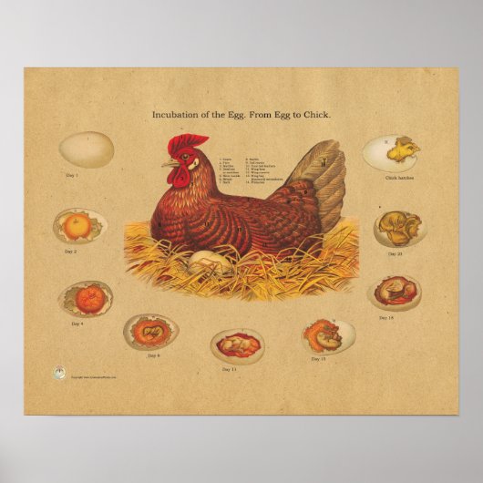 Chicken Hen Egg Incubation Chart Poster (Voorkant)