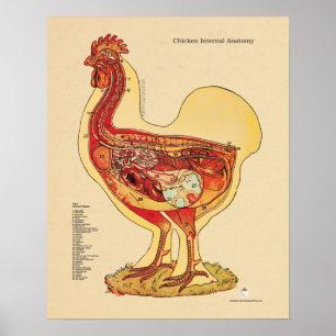 Chicken Hen Internal Anatomee Chart Veterinary Poster
