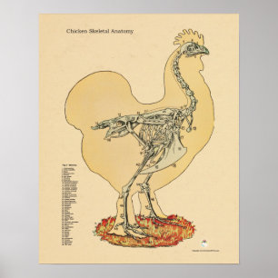 Chicken Hen Skeletal Anatomee Chart Poster