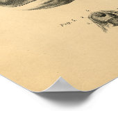 Chicken Hen Skeleton Anatomy 1908 Impression Vinta (Coin)