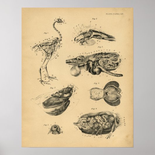 Chicken Hen Skeleton Anatomy 1908 Print (Voorkant)
