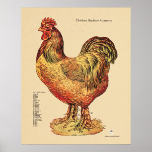 Chicken Hen Surface Anatomaire Chart Veterinary Poster