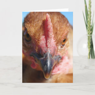 Chicken Macro Photography Portret Kaart