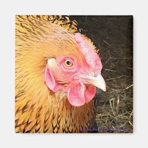 Chicken Magnet #1 Golden Laced Wyandotte Magneet