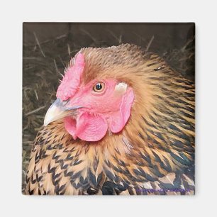 Chicken Magnet #2 Golden Laced Wyandotte Magneet