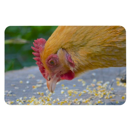 Chicken Magnet Magneet (Horizontaal)