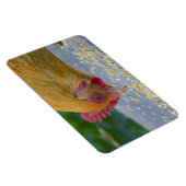 Chicken Magnet Magneet (Rechterzijde)