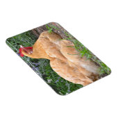 Chicken Magnet Magneet (Rechterzijde)