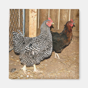 Chicken magnet magneet