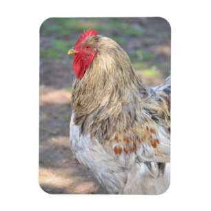 Chicken Magnet Magneet