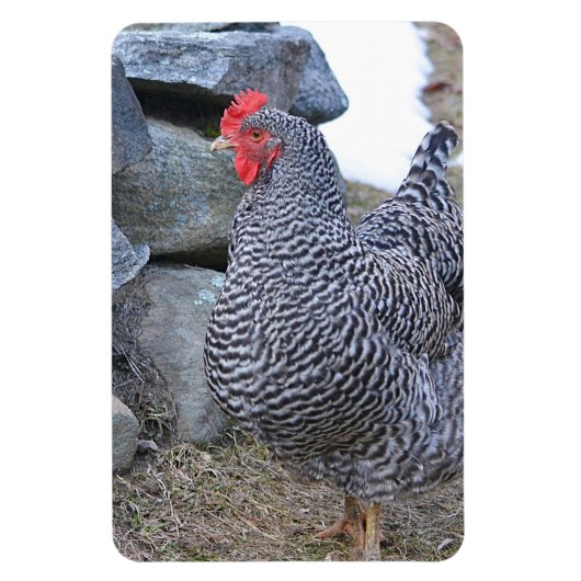 Chicken Magnet Magneet (Verticaal)
