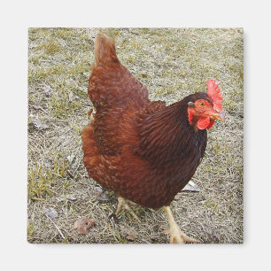 Chicken Magnets Magneet