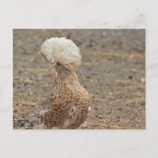 Chicken Photo Briefkaart (Voorkant)