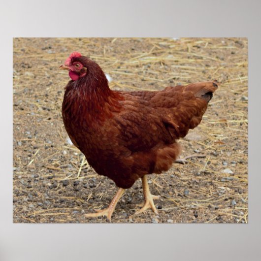 Chicken Photo Poster (Voorkant)