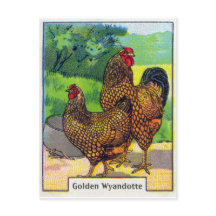  Chicken Print