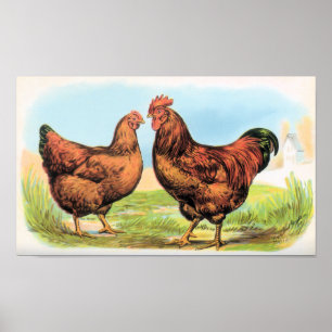 Chicken Print Rooster en Hen Partridges