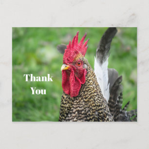 Chicken Rooster Foto bedankt Briefkaart
