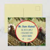 Chicken Rooster Nouvelle Adresse Carte Postale Nou (Devant / Derrière)