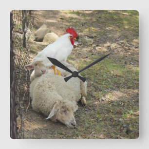 Chicken Sitting on a Sheep Clock Vierkante Klok