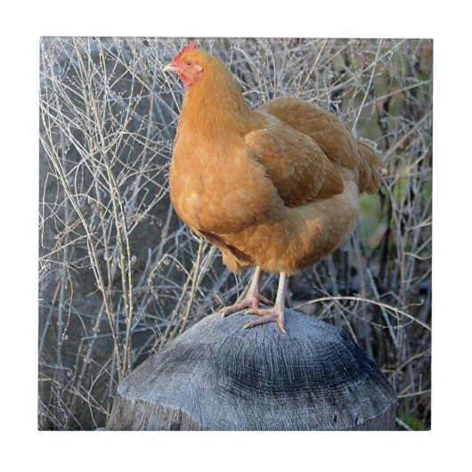 Chicken Tile Tegeltje (Voorkant)