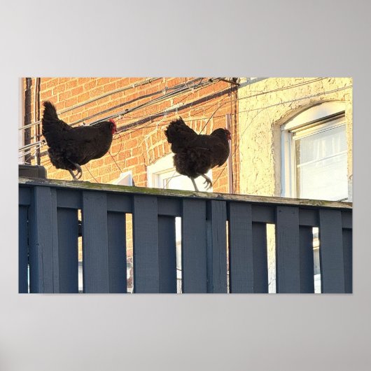 Chicken Walk Foto Poster (Voorkant)
