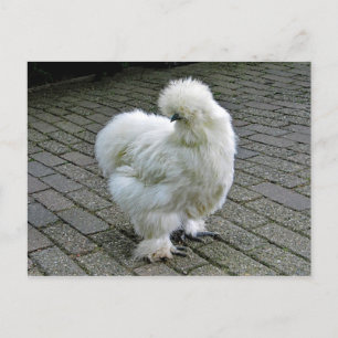 Chicken White Silkie Foto Briefkaart