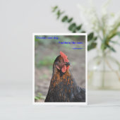 Chicken Wisdom - Feathers Briefkaart (Staand voorkant)