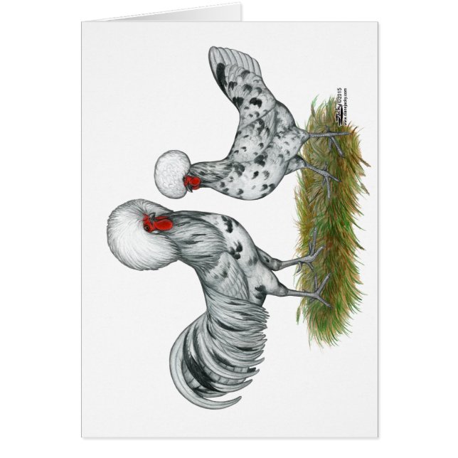 Chickens de Polish (Devant)