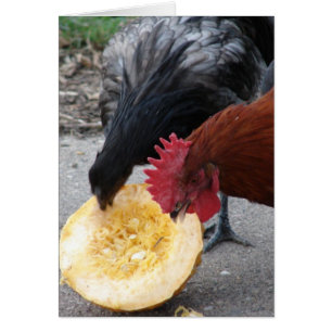 Chickens Eating Pumpkin