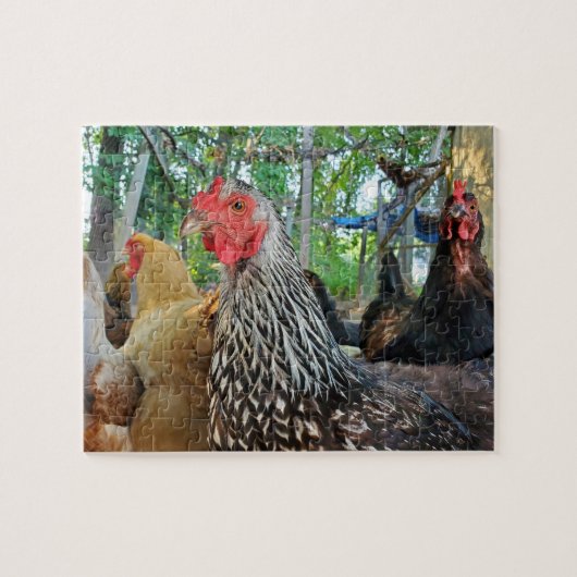 Chickens Legpuzzel (Horizontaal)