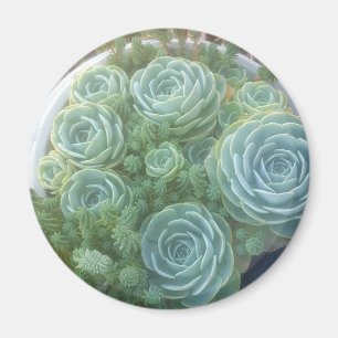 Chicks and Hens Succulent Magneet