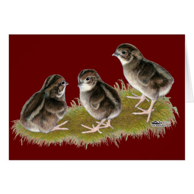 Chicks de Coturnix (Devant Horizontal)