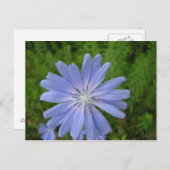 Chicorée sauvage briefkaart (Voorkant / Achterkant)