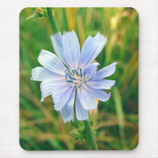 Chicorei Bloem Muismat (Voorkant)