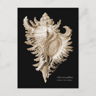 Chicoreus ramosus briefkaart