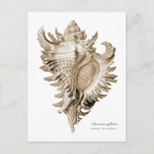 Chicoreus ramosus briefkaart