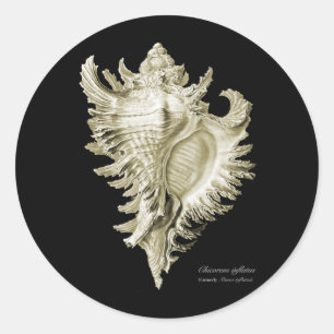 Chicoreus ramosus ronde sticker
