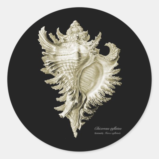 Chicoreus ramosus ronde sticker (Voorkant)