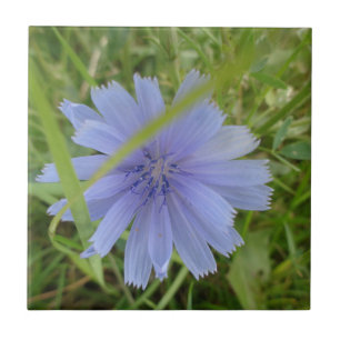 Chicory Blue Paars Flower Floral Tegeltje