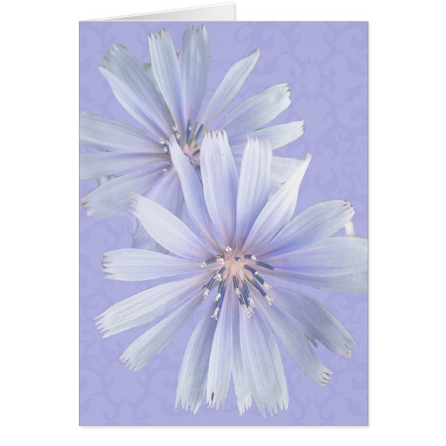 Chicory - Cornflower - Fleur sauvage (Devant)
