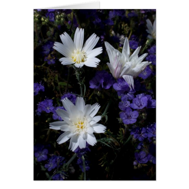 Chicory et fleurs sauvages de Phacelia (Devant)