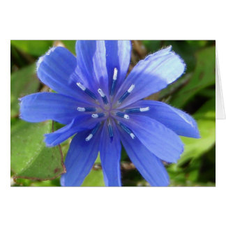 Chicory Flower-kaart